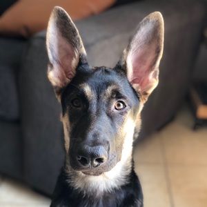 Meet your Posher, Armando